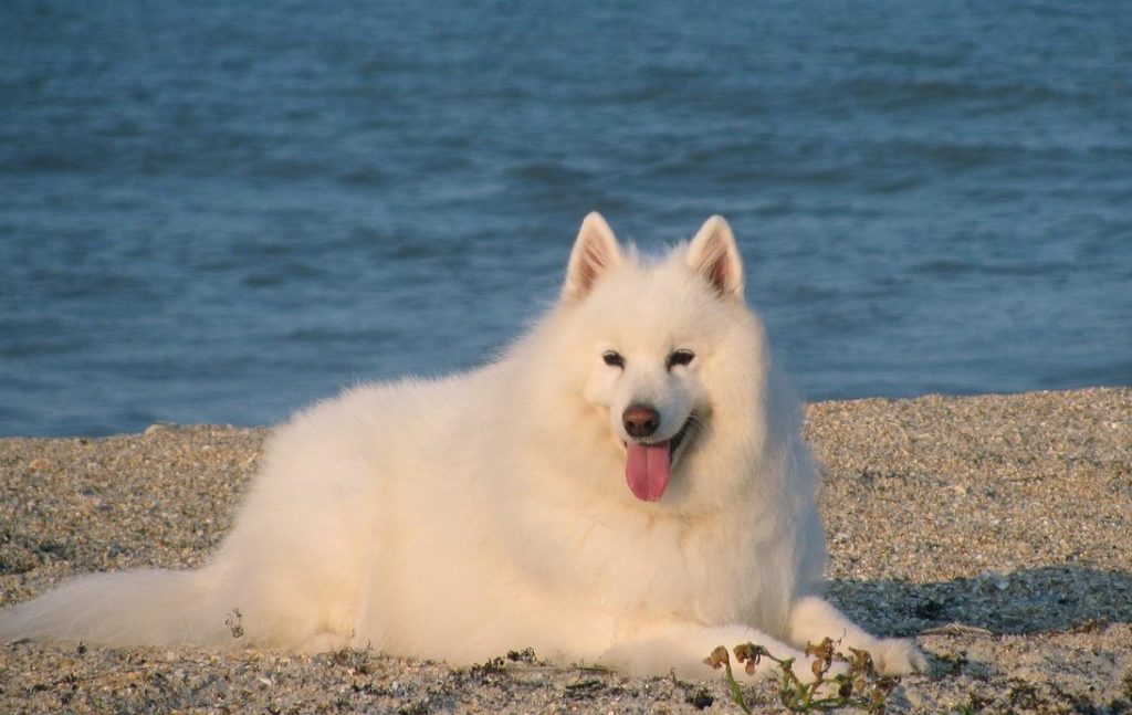 Samoyed by water